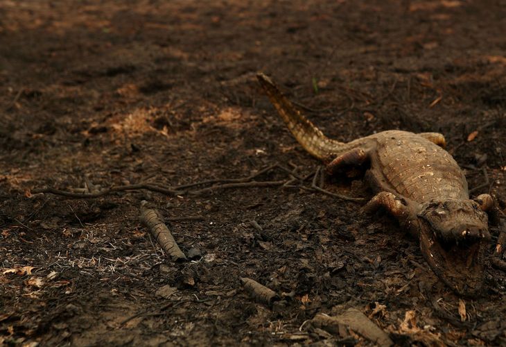 Pantanal agoniza com aumento de 220% nos focos de incêndio