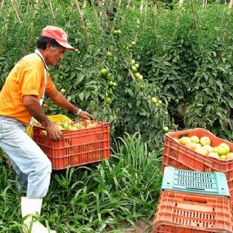 Reforma da Previdência retira direitos dos trabalhadores rurais